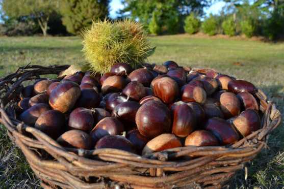 Gastronomía en verso | La castaña es un fruto generoso y emblemático de ...